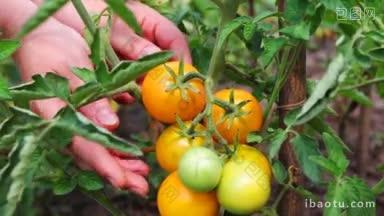 在花园的特写镜头中，温柔的女人用手收集成熟的橙色<strong>西红柿</strong>